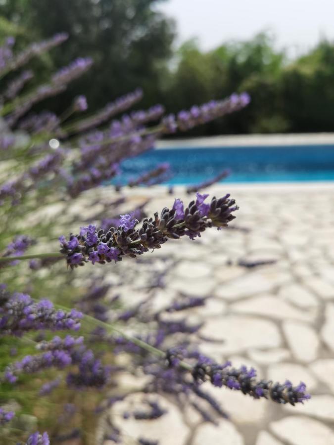 Holiday Homes Sintija Kampor Ngoại thất bức ảnh